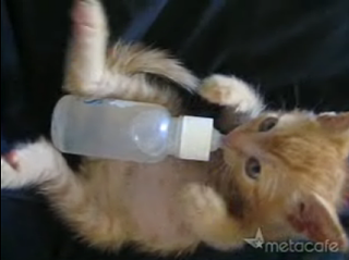 Cute Alert: Bottle-Fed Kitten